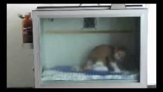 AUTO Cat Washer.wmv