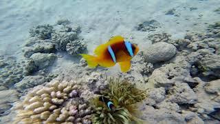 Рыбы-клоуны, или амфиприоны в Макади, Египет / Red Sea clownfish