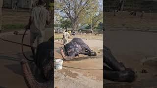 Royal Bath! Elephant Enjoys a Cool Dip at Mysore Palace #mysorepalace #mysoremaharaja #arjuna #song