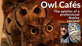 Owl Cafés - The opinion of a professional display falconer