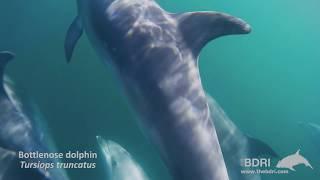 The beauty of freedom: wild bottlenose dolphins in Galician waters