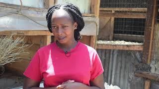 Rabbit farming fearture story by Warda rashid #Rabbitcrewkenya #kenya #rabbit #domesticfarming