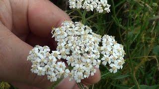 Тысячелистник. Achillea millefolium. Milfoil