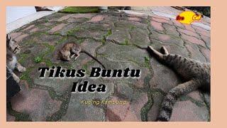 Ibu kucing uting kucing kampung perkenal tikus pada anak kucing kampung comel lucu 7 | Bro Cat