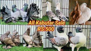 Kolkata Top Fancy Pigeon Farming | Indian Pigeons Video | Kabutar Sale Video | Pigeon Video