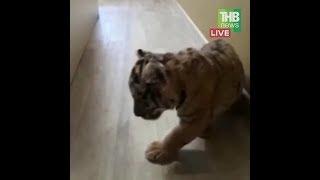 Новый дом для Луны: где поселится тигрёнок?