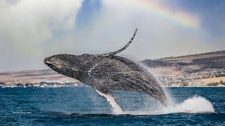 Hawaiʻi’s unique whale watching ‘cat-bird seat’