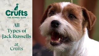 The Very BEST of Jack Russells at Crufts