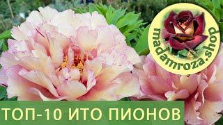 Топ-10 Ито-Пионов