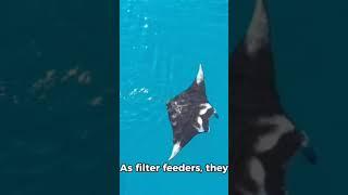 Manta Ray's