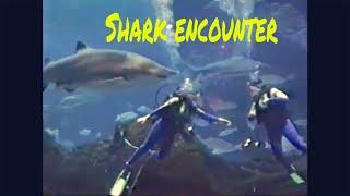 Timing is Everything when Swimming with Sharks. #shark