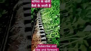 Dhaniya ke Kheti i Grow Dhaniya at Home । viral video । Coriander farming । GROW CORIANDER at home ।