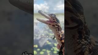 Hook to Hero: Wrestling Mini Gator!​​ ‍ #animals #rescue #crocodile #shorts #lovestory