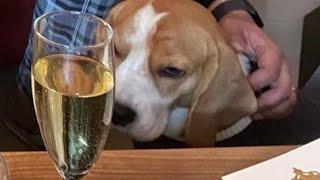 "Crusoe's Birthday: A Boozy Surprise?"@Barktastic-Beagle