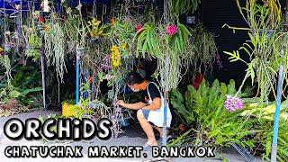 Orchids at Chatuchak Plant Market, Bangkok (4 of 4)