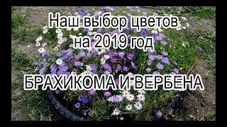 Наш выбор цветов на 2019 год. Брахикома и вербена.