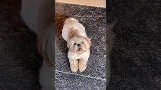 the only wish  Cutest Shihtzu dog #shihtzu #dog