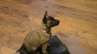 Belgian Malinois—Mishka—7 weeks old learning "Place"