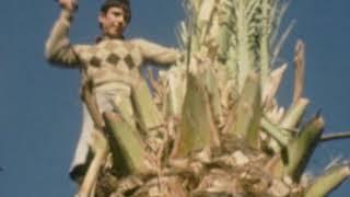 La palmera ilicitana y su palma blanca. Documental sobre patrimonio histórico y natural