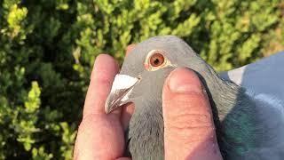 Granddaughter “Silver Shadow” Eijerkamp van Loon, bred by Marc van Nunen