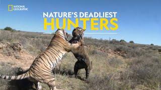 Kill or Be Killed | World’s Deadliest | हिंदी | Full Episode | S3 - E1 | Nat Geo Wild