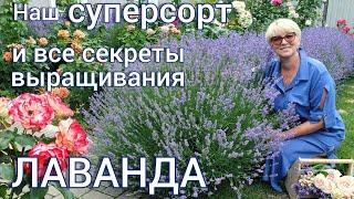 ЛАВАНДА . Наш удачный опыт . Наши  советы по уходу и выращиванию.