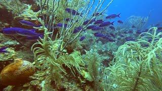 Belize San Pedro Scuba#9