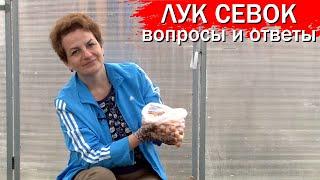 Лук севок-вопросы ответы