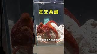 超特别的章鱼哥来了！ #养鲸鱼 #大嘴鲸 #养鱼日记#八爪鱼