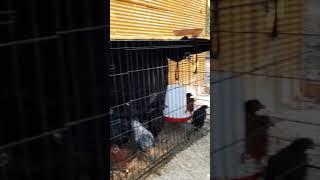 Introducing Pullets to our Established Flock (Part 1)