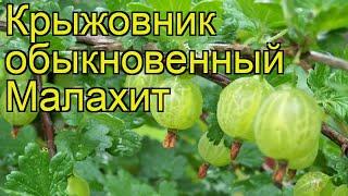 Крыжовник обыкновенный Малахит. Краткий обзор, описание характеристик ribes grossularia Malahit