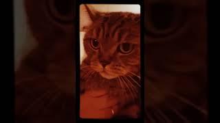 Милый Котя немного разозлися