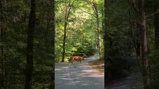 Georgia wildlife #georgia #wildlife #deer #summer