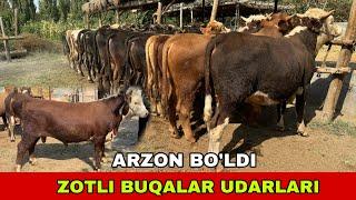 ZOTLI SEMIZ BUQALAR ️90-629-99-01 KELDI ARZONCHI AKA