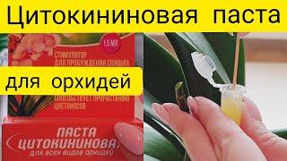 Цитокининовая паста для орхидей || Как получить детку на орхидее