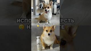 НЕ ВОДУ СОБАКУ К ГРУМЕРУ 271212401 - маска, 271212408 - спрей #corgi #стрижкасобак #грумер