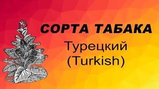 СОРТ ТАБАКА ТУРЕЦКИЙ (TURKISH). Семена табака.