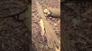 Tree Bark Survival Shelter 🪵