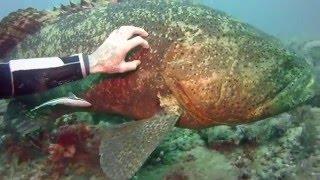 Shadow the Friendly Goliath Grouper