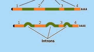 Post-Transcriptional modification mRNA | RNA Processing