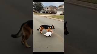 “Family’s Guardian Angel Dog”#dog #pets #shorts “                 Video Content Intended for Adults”