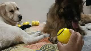 Masti time with oreo and bruno