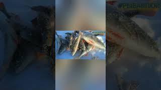 Батя Меня Обловил  #окуньзимой #рыбалкапопервомульду #первыйлед #окуньнамормышку#shorts