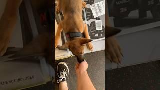 Teaching puppy the basics #shorts #fyp #belgianmalinios #viral