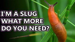 Slug Facts: the Land GASTROPOD | Animal Fact Files