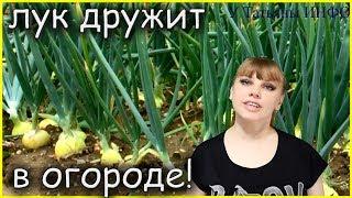 Что посадить с ЛУКОМ на одной грядке?! Какие овощи можно сеять рядом с ЛУКОМ?