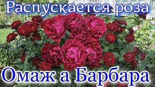 Как распускается роза Омаж а Барбара - Hommage a Barbara (Delbard  2004)