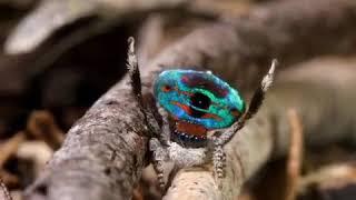 Peacock Spider️ (Maratus Spider) | WildLife