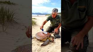 What happens if a turtle's cell gets hurt? #shorts #turtle #facts