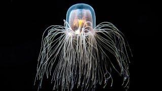 The Immortal Jellyfish